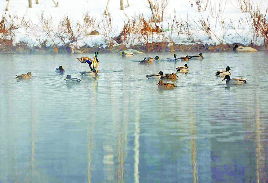 2月20日，成群的野鴨在烏魯木齊市水磨河里游弋。 秦梅花攝