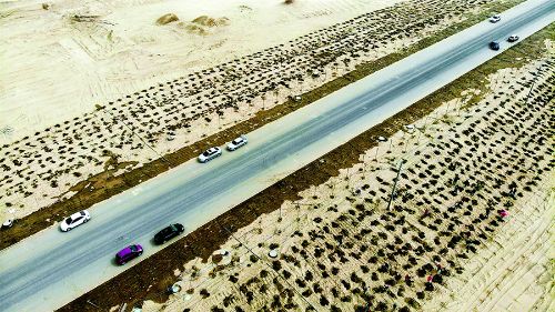 3月21日，尉犁縣干部群眾在沙漠公路旁林帶植樹。 李飛攝